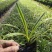 金边麦冬草阔叶苗耐阴耐寒四季常青庭院盆栽植物常绿室外绿化