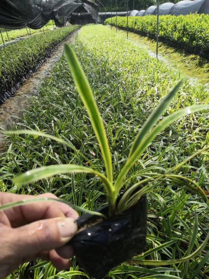 金边麦冬草阔叶苗耐阴耐寒四季常青庭院盆栽植物常绿室外绿化