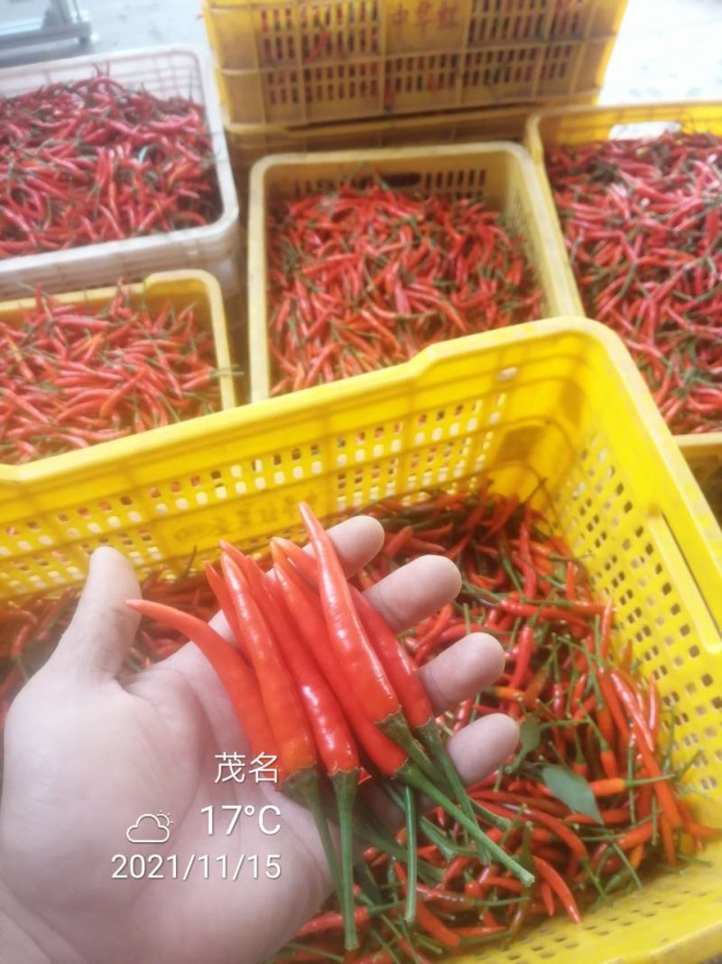 新鲜现特辣小米椒朝天椒超辣红辣椒指天椒批发剁辣椒红椒