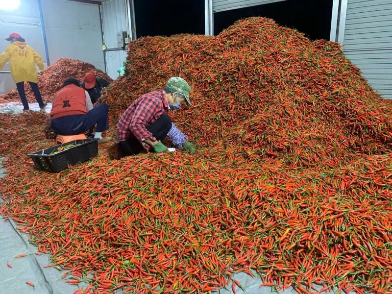 新鲜现特辣小米椒朝天椒超辣红辣椒指天椒批发剁辣椒红椒
