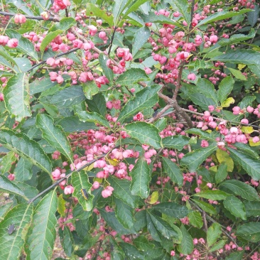卫矛树，桩