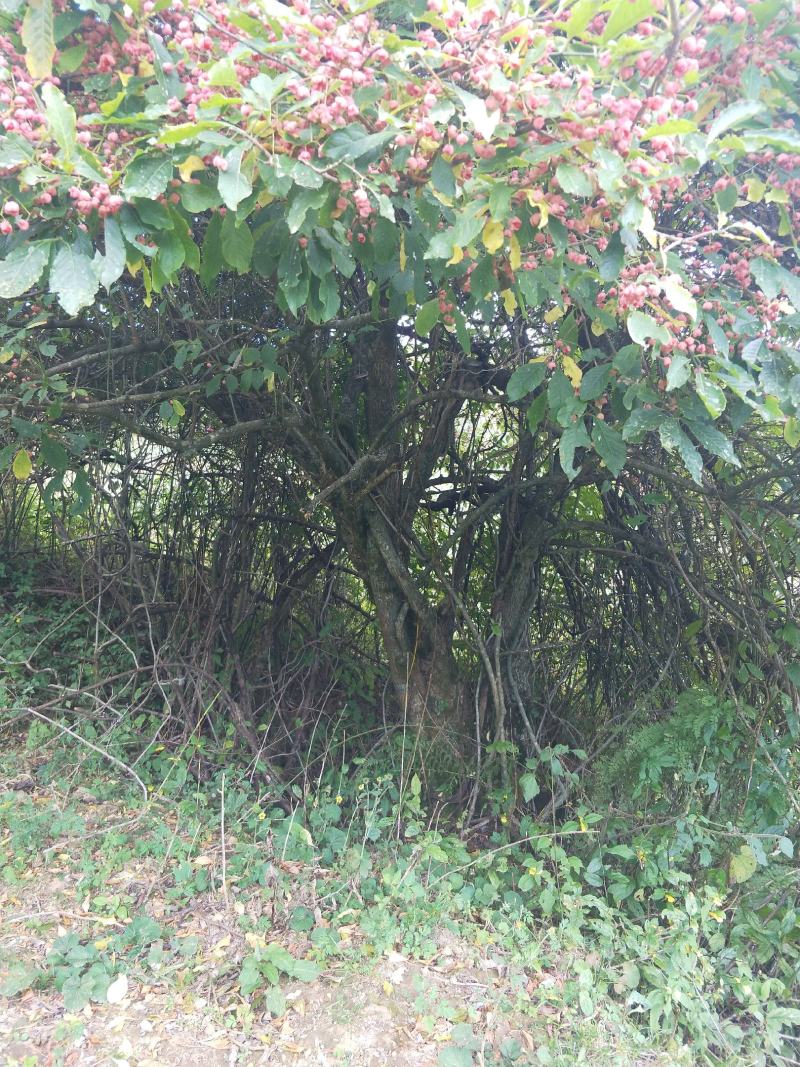 卫矛树，桩