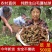 夏枯球野生夏枯球无硫新货干净无杂质中药材批发