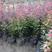 红叶小檗庭院绿化苗木红叶小檗苗耐寒花坛灌木篱笆树苗