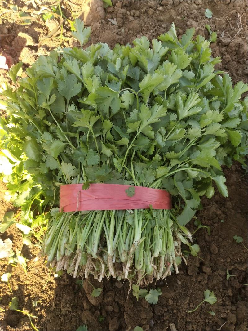 河南省，精品大叶香菜，25公分左右，基地直发，货源充足。
