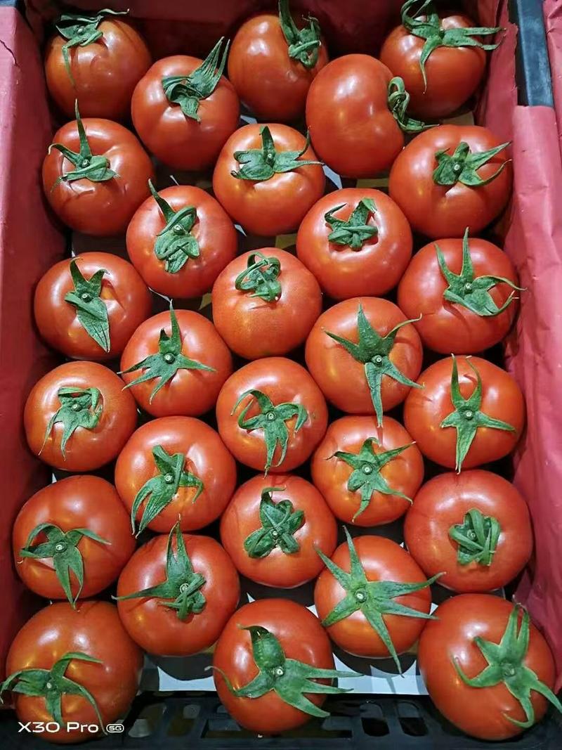 精品西红柿，产地直发质量保证可视频看货欢迎实地考察合作