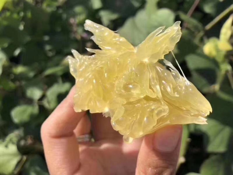 产地直发爆汁葡萄柚苗.甜葡萄柚苗.品质纯正葡萄柚可签合同