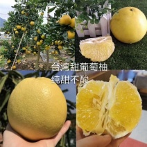 产地直发爆汁葡萄柚苗.甜葡萄柚苗.品质纯正葡萄柚可签合同