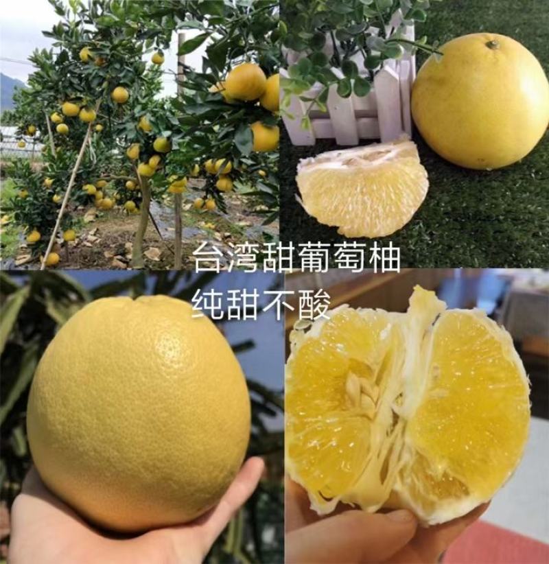 产地直发爆汁葡萄柚苗.甜葡萄柚苗.品质纯正葡萄柚可签合同