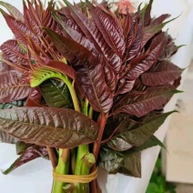 香椿