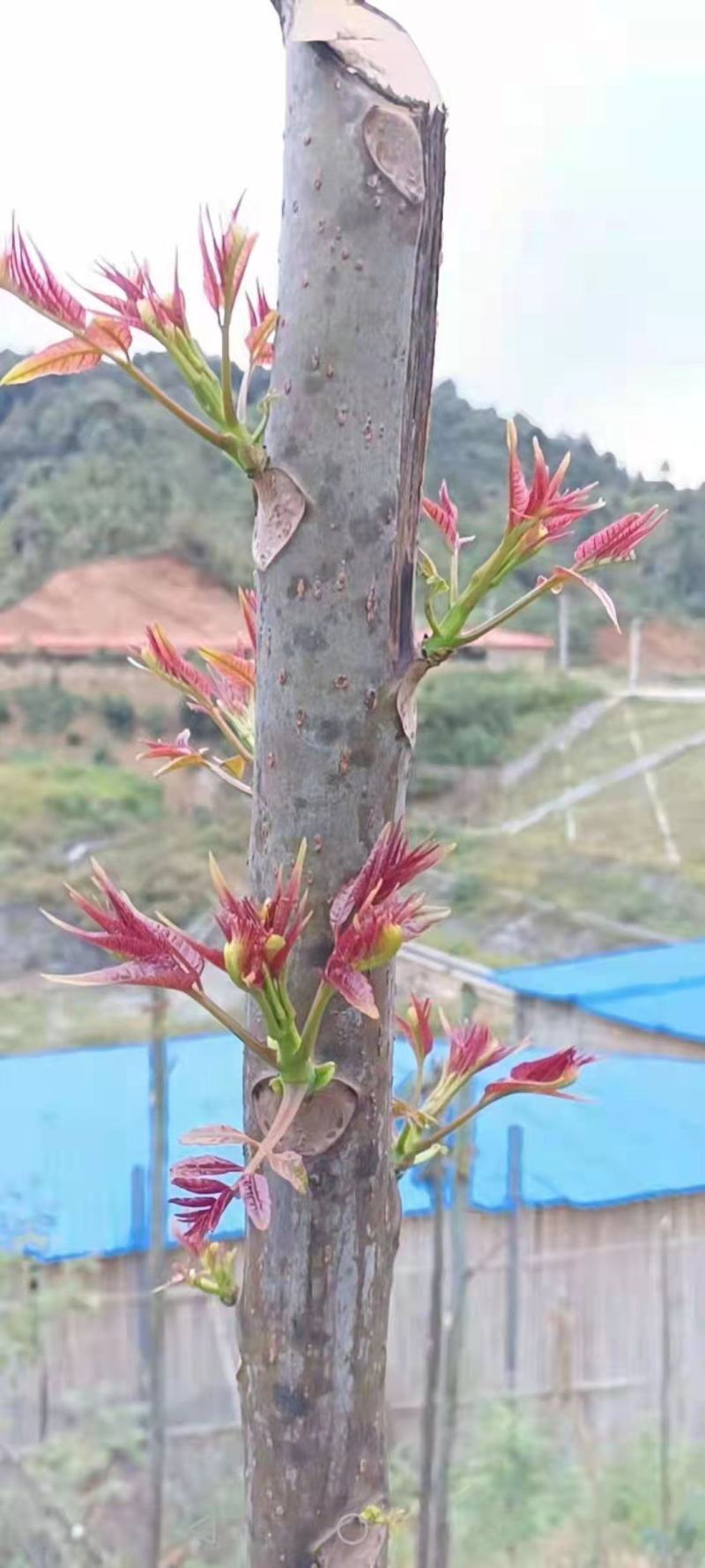 香椿