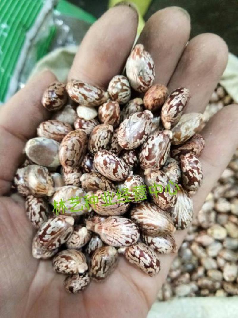 蓖麻种子红蓖麻绿蓖麻种籽草蓖麻易播种耐寒耐热榨油药材植物