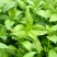 大叶荆芥种子孑四季小青菜荆芥籽种易种苋菜种籽大全