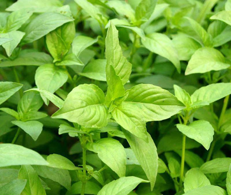 大叶荆芥种子孑四季小青菜荆芥籽种易种苋菜种籽大全