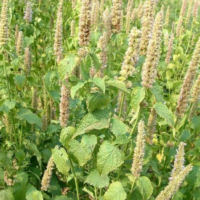大叶荆芥种子孑四季小青菜荆芥籽种易种苋菜种籽大全