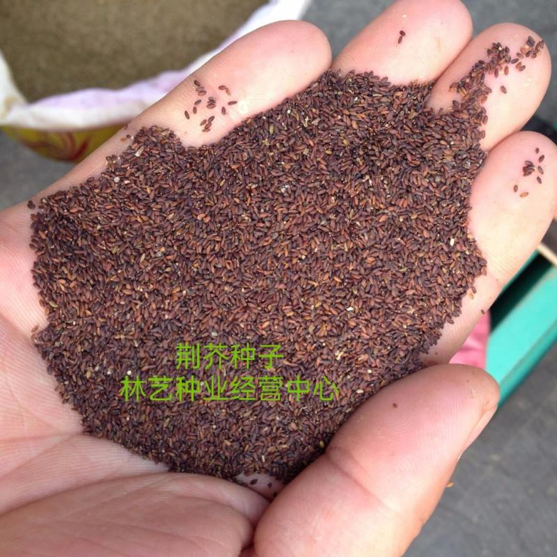 大叶荆芥种子孑四季小青菜荆芥籽种易种苋菜种籽大全