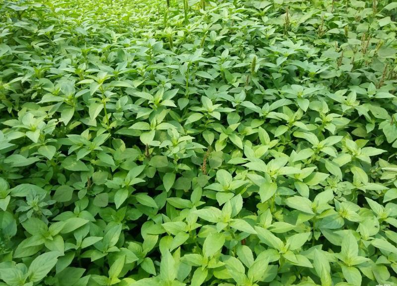 大叶荆芥种子孑四季小青菜荆芥籽种易种苋菜种籽大全