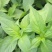 大叶荆芥种子孑四季小青菜荆芥籽种易种苋菜种籽大全