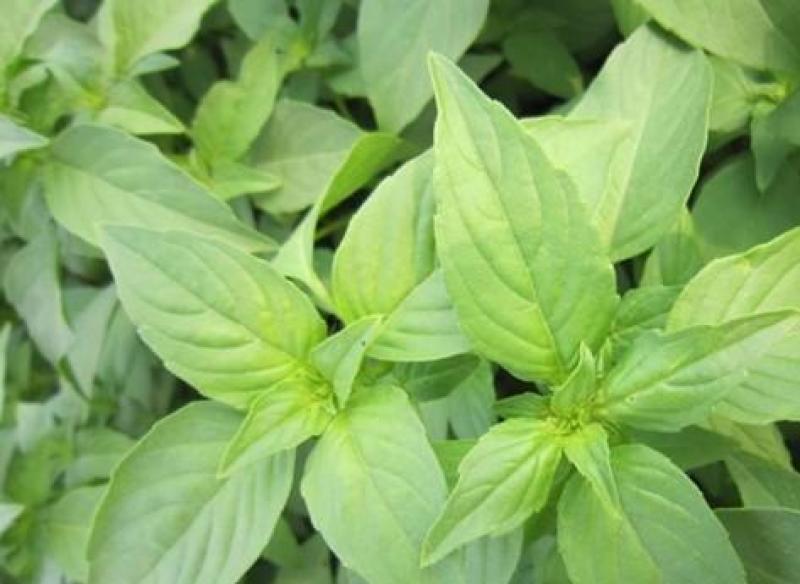 大叶荆芥种子孑四季小青菜荆芥籽种易种苋菜种籽大全