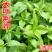 大叶荆芥种子孑四季小青菜荆芥籽种易种苋菜种籽大全