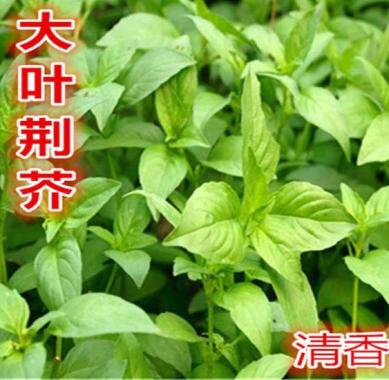 大叶荆芥种子孑四季小青菜荆芥籽种易种苋菜种籽大全