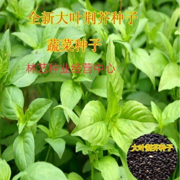 大叶荆芥种子孑四季小青菜荆芥籽种易种苋菜种籽大全