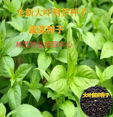 大叶荆芥种子孑四季小青菜荆芥籽种易种苋菜种籽大全