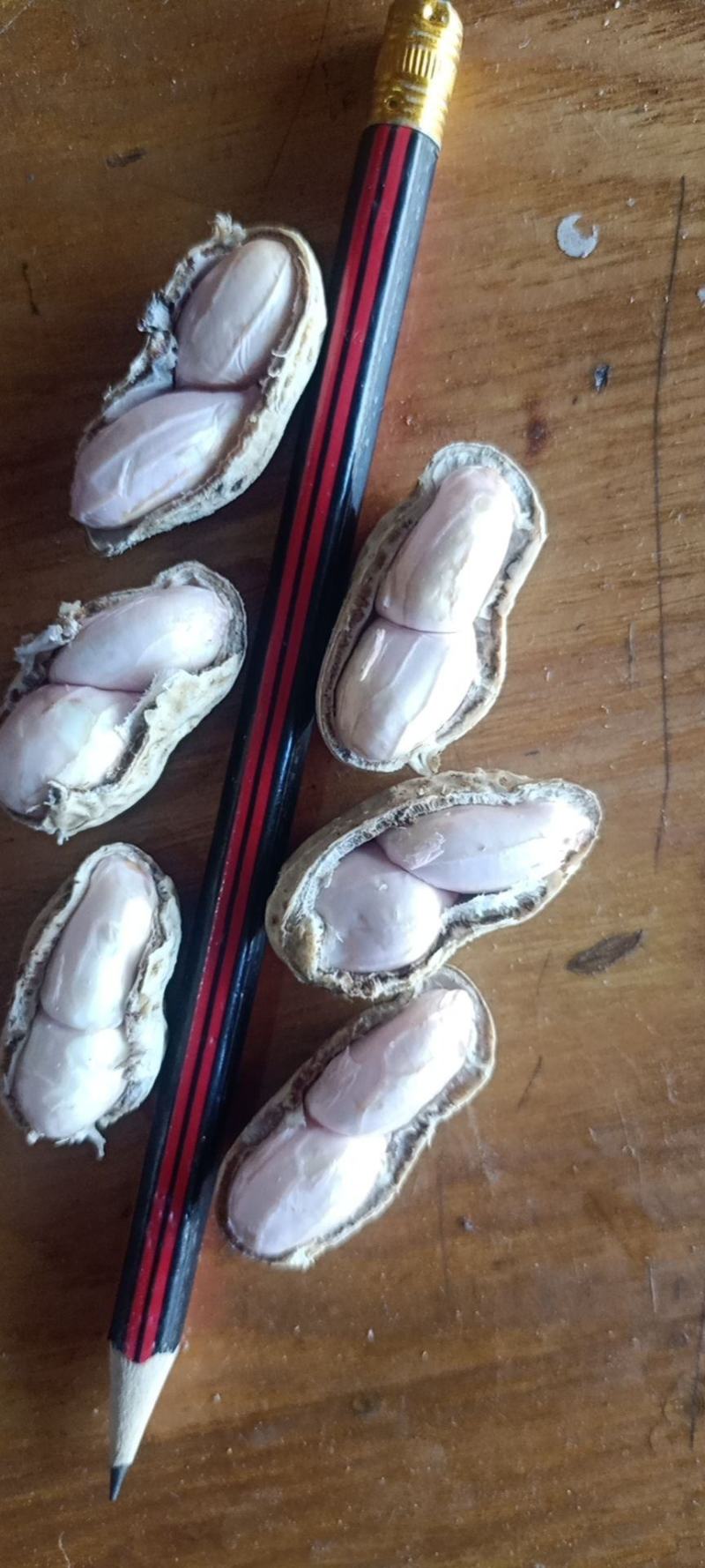 带壳鲜花生，大白沙糸列，基地供货，量大质优