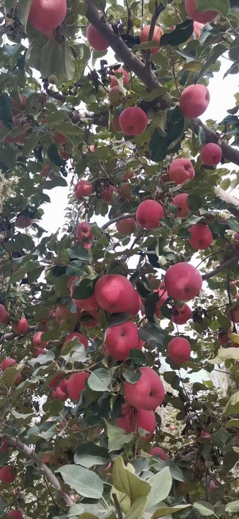 苹果阿克苏苹果阿克苏冰糖心苹果脆甜多汁产地直销