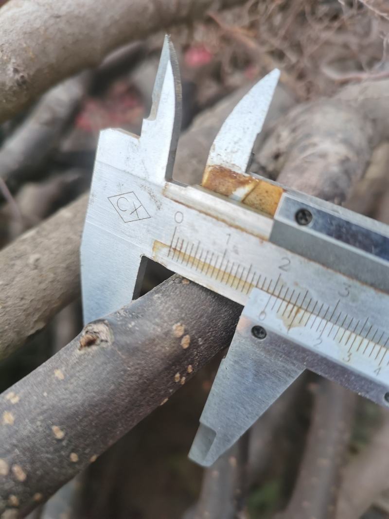 秋月梨苗华山梨苗，杜梨根系，抗病力强