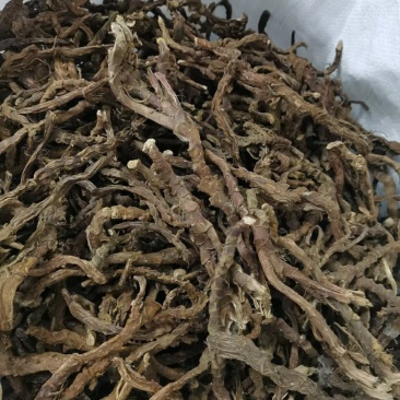 石菖蒲含量高江西好品种欢迎各位老板选购。