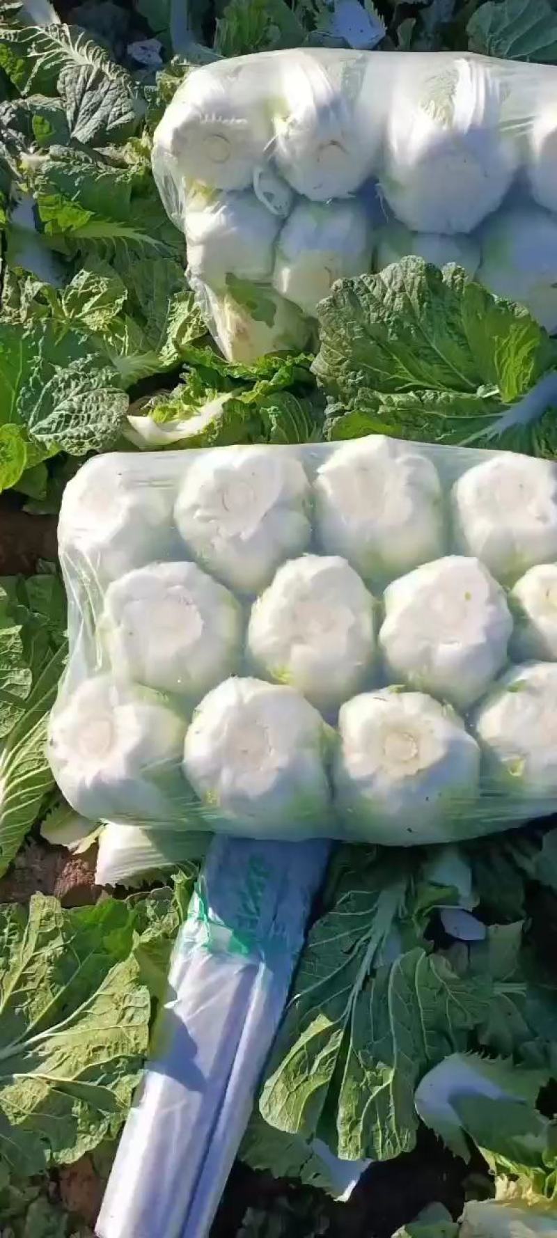 黄心白菜大量供应市场超市酸菜厂货源充足，保质保量