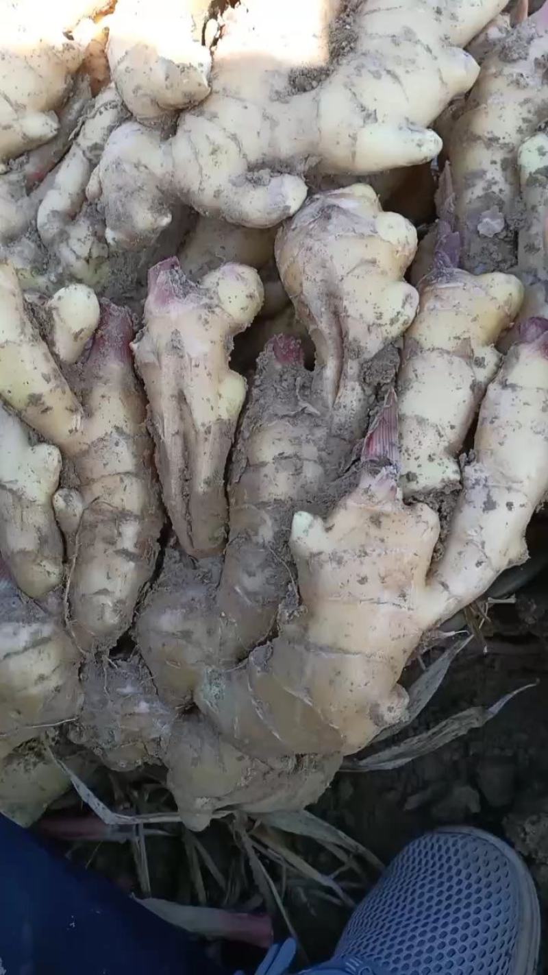 大姜