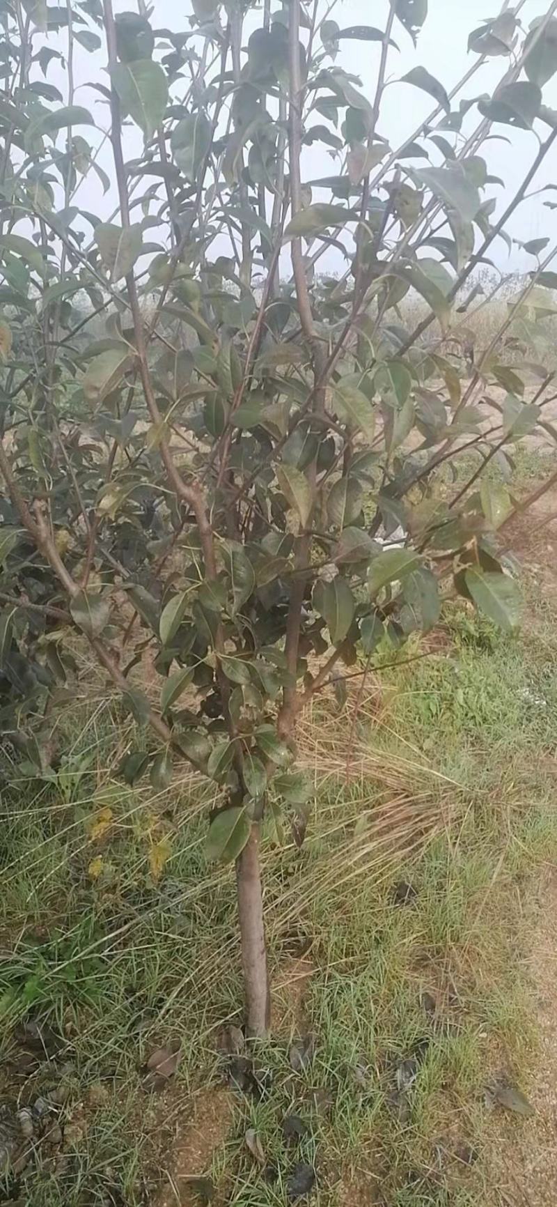 梨树苗，安国梨，红花盖，寒红梨，苹果梨树苗