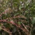 梨树苗，安国梨，红花盖，寒红梨，苹果梨树苗
