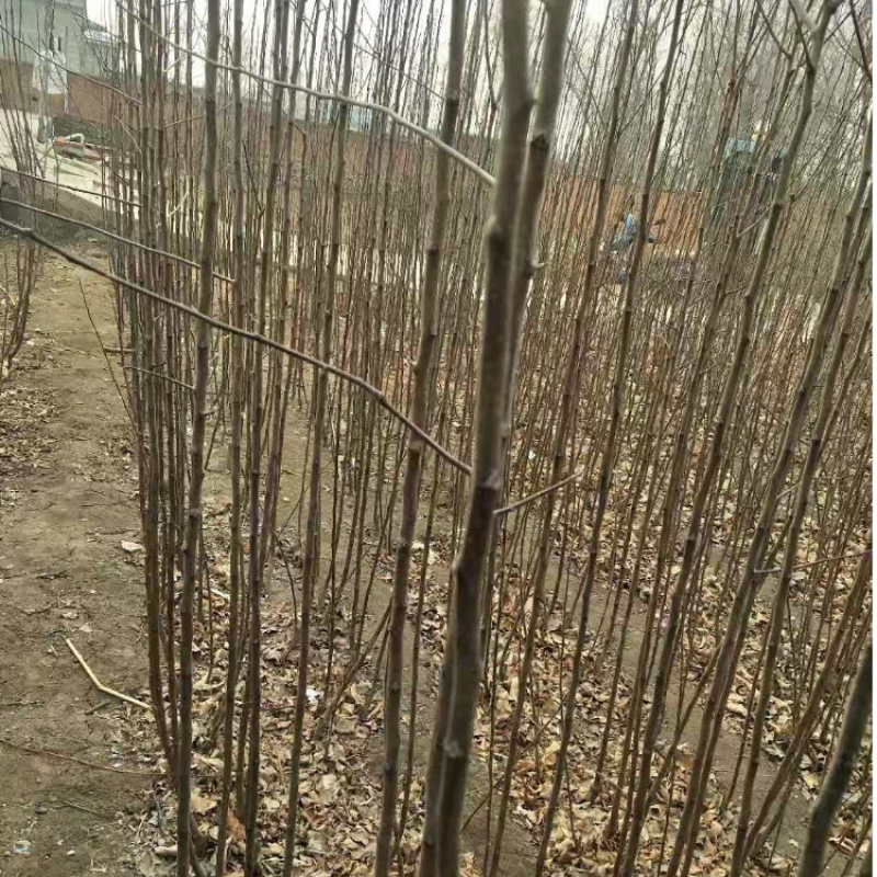 梨树苗，安国梨，红花盖，寒红梨，苹果梨树苗