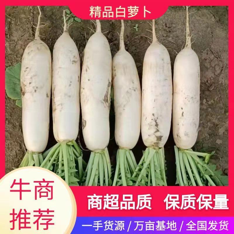 四川白萝卜条型好颜色白专业的打包队伍产地直发货源充足