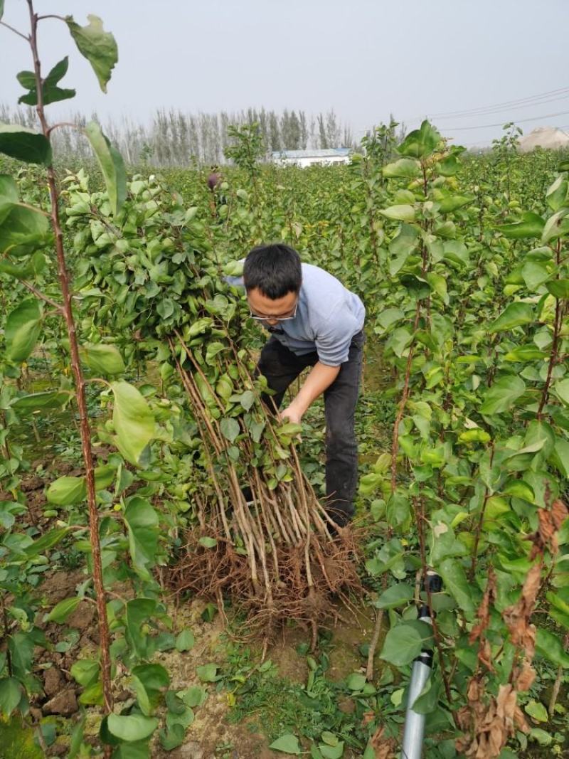 新品种荷兰香蜜杏树苗价格珍珠油杏苗金太阳杏树