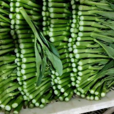 出口靓货尖叶菜心。基地直供，保质保量。全国可发
