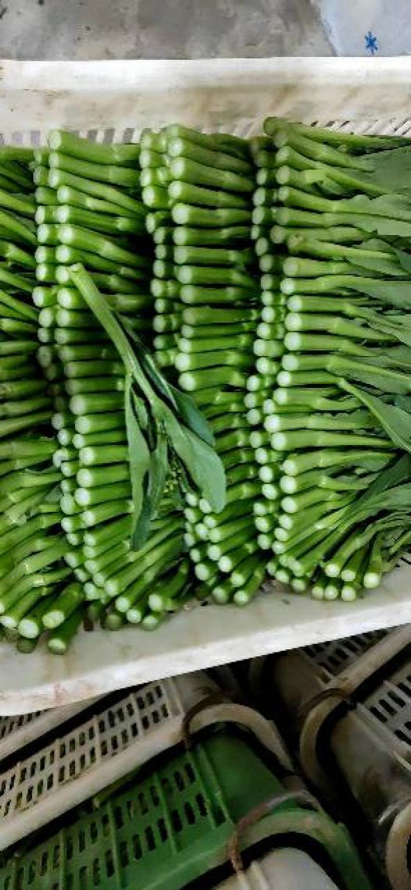 出口靓货尖叶菜心。基地直供，保质保量。全国可发