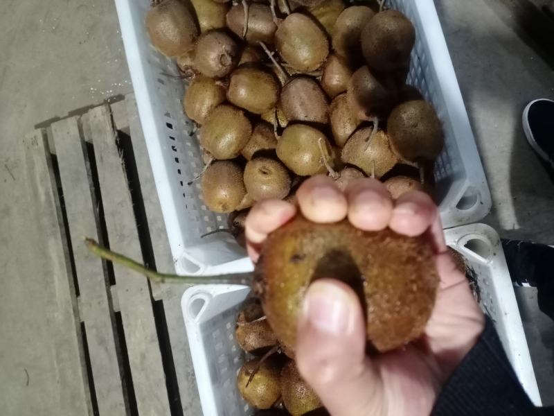 周至眉县绿心徐香猕猴桃现已大量出售，一手货源产地直供