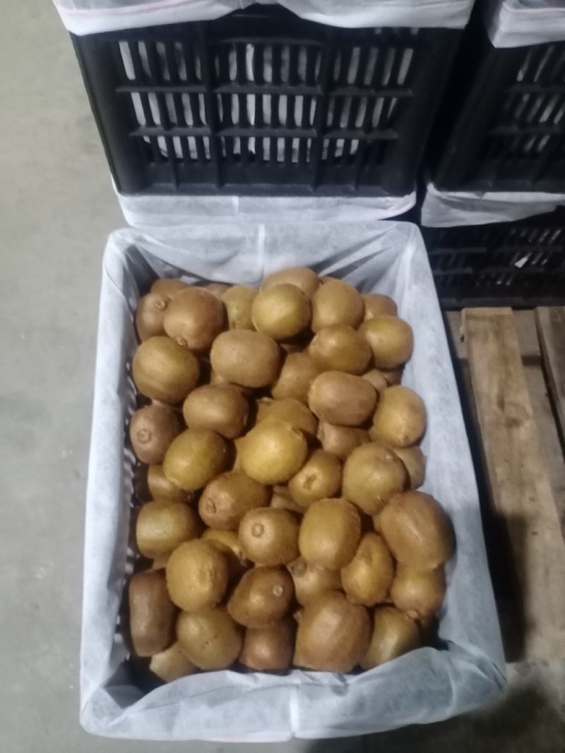 周至眉县绿心徐香猕猴桃现已大量出售，一手货源产地直供
