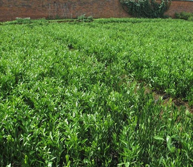 春见柑桔种植园的日常管理,果农正在修剪枝条和施肥 春见柑桔种植园管理现场