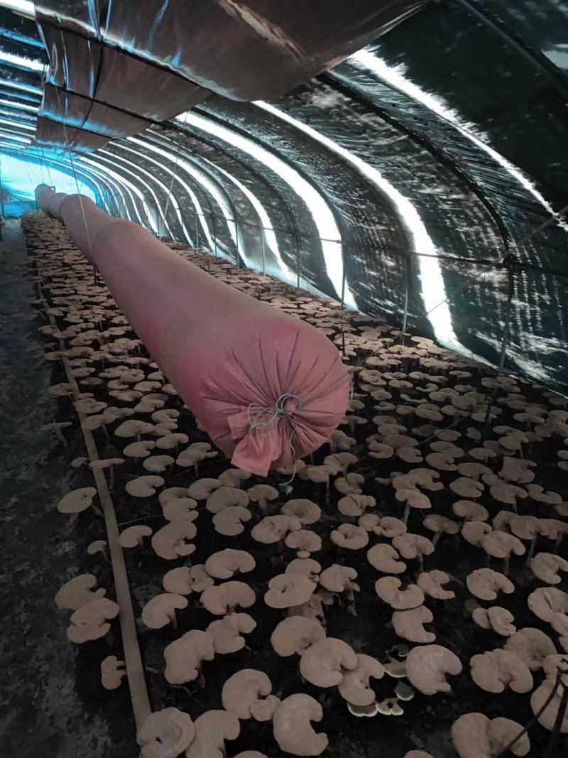 长白山灵芝孢子粉低温碾压木段灵芝孢子粉一手货源产地直供