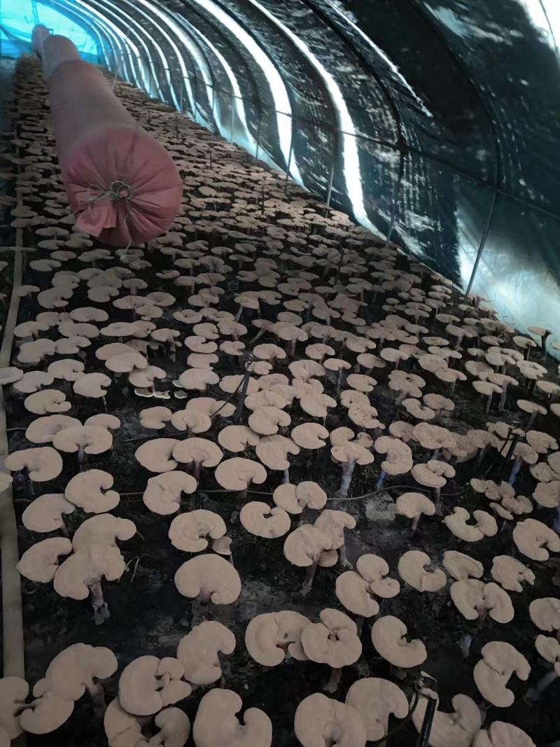 长白山灵芝孢子粉低温碾压木段灵芝孢子粉一手货源产地直供