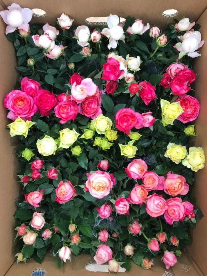 玫瑰花盆栽基地直供110规格一箱20盆装