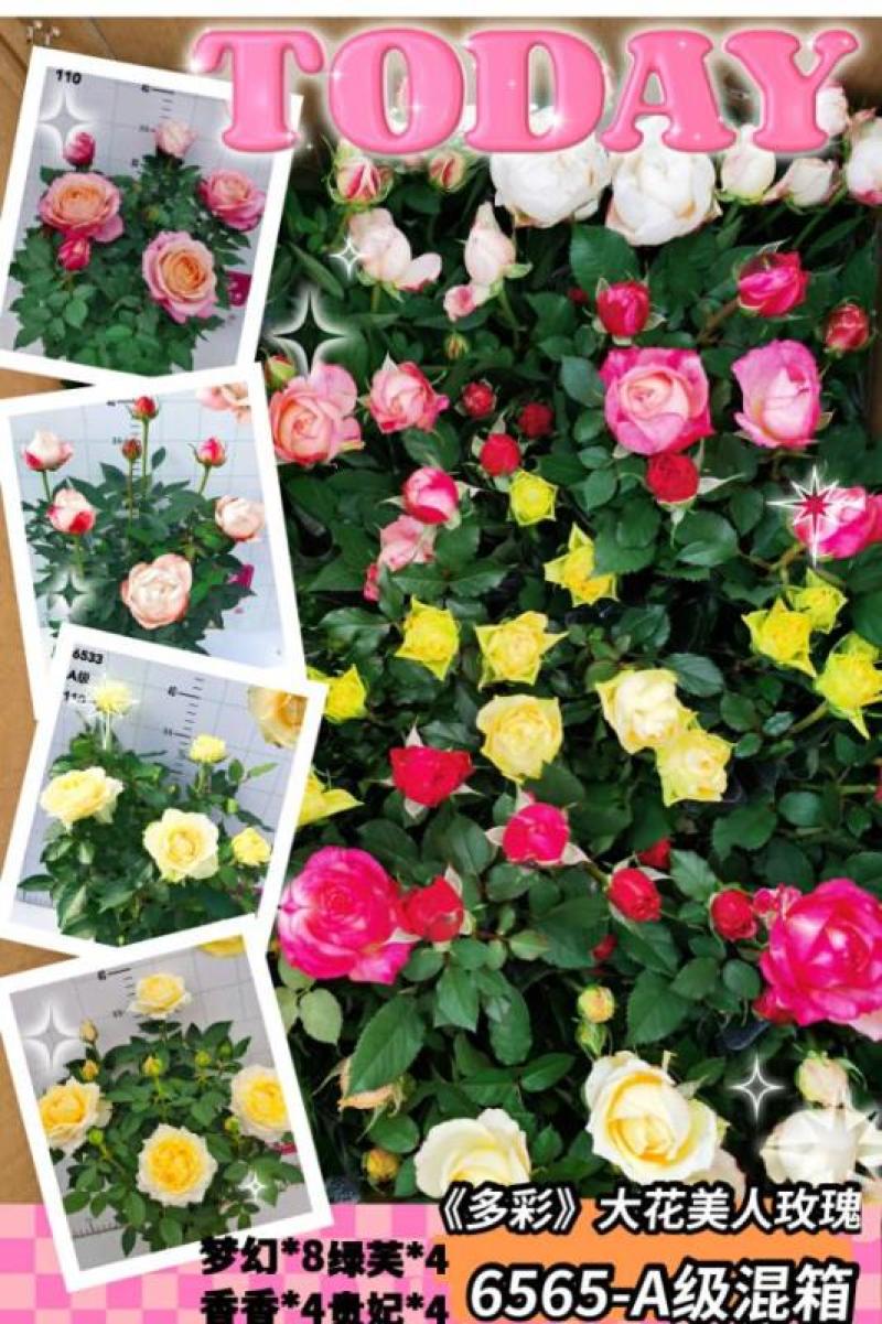 玫瑰花盆栽基地直供110规格一箱20盆装