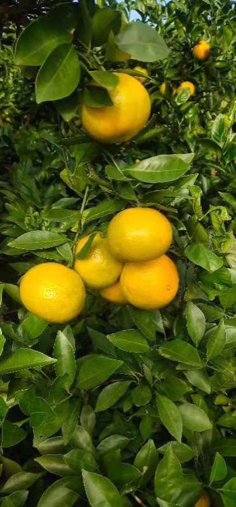皇帝柑