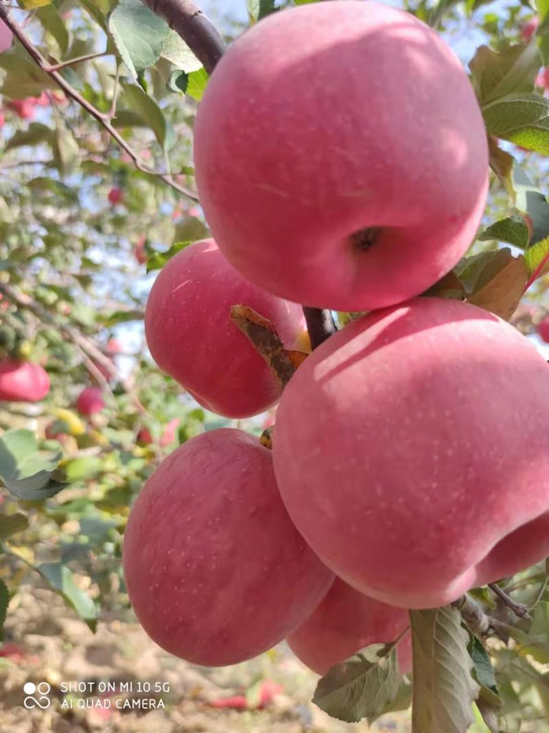 供应苹果苗，秦脆，质量一级，品种纯正，苗木质量一级。