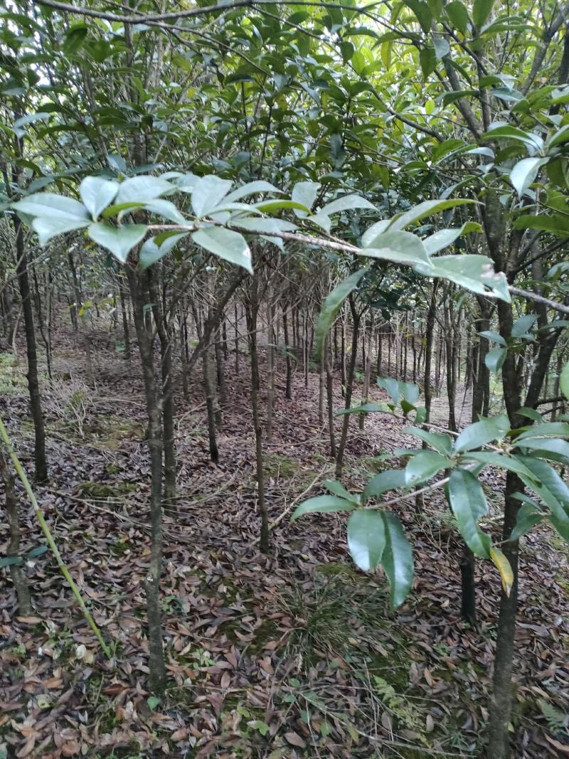 桂花3到6公分米经6到12公分桂花苗量大